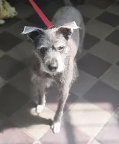 A senior medium-sized female Schnauzer dog named Stella Art for adoption in Wingdale, NY