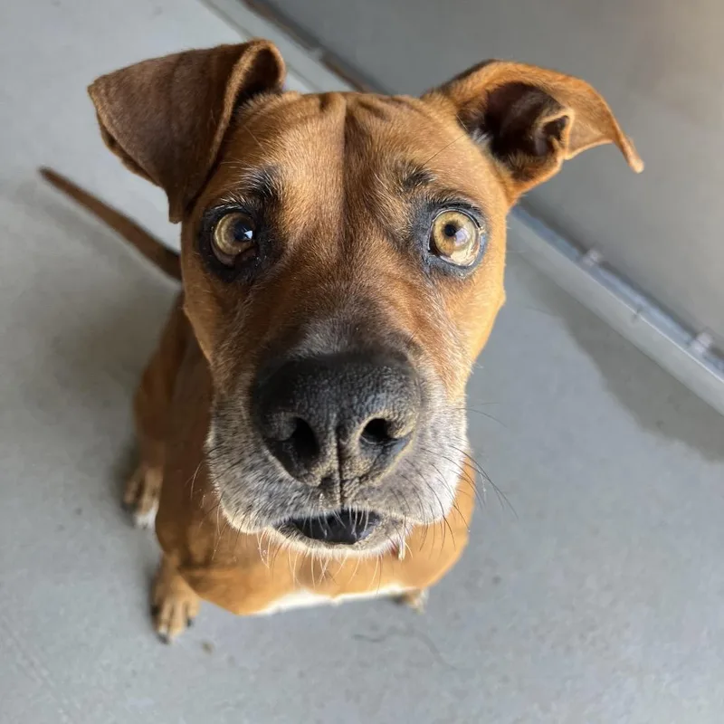 An adult medium-sized male Brown / Chocolate Boxer dog named Yoda for adoption in Newark, DE