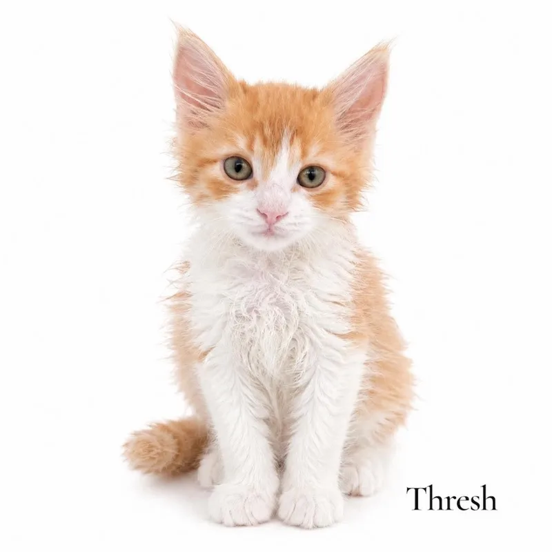 A baby medium-sized male Orange & White Domestic Long Hair cat named Thresh for adoption in Stevensville, MI