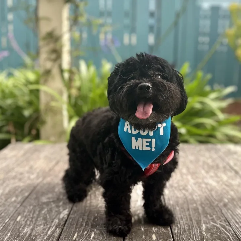 A senior small-sized male Black Maltese dog named Pepsi for adoption in Pacific Grove, CA