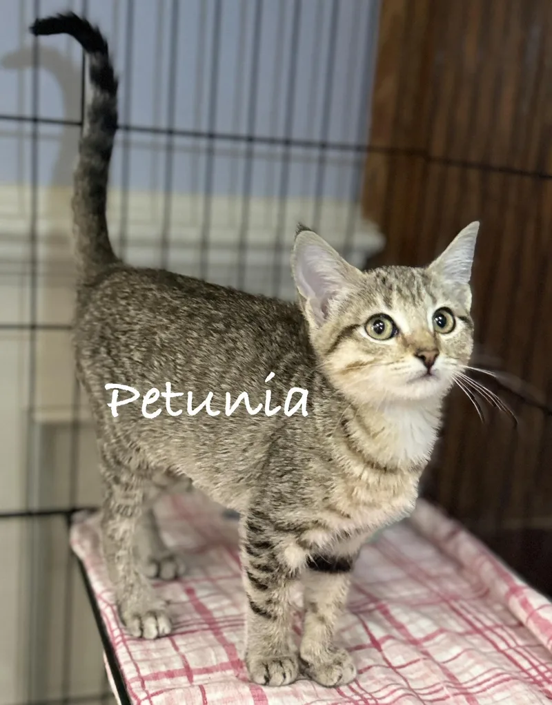 A baby medium-sized female Tabby (Buff / Tan / Fawn) Domestic Short Hair cat named Petunia for adoption in Pawleys Island, SC