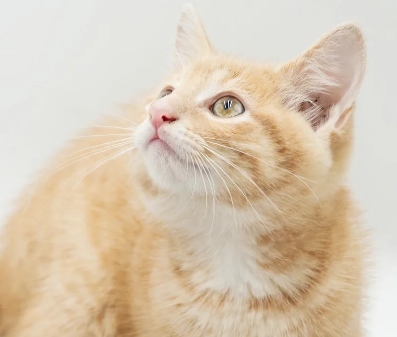 A baby small-sized male Orange / Red Tabby cat named Peanut is DEFINITELY purrfect for adoption in Bedford Hills, NY
