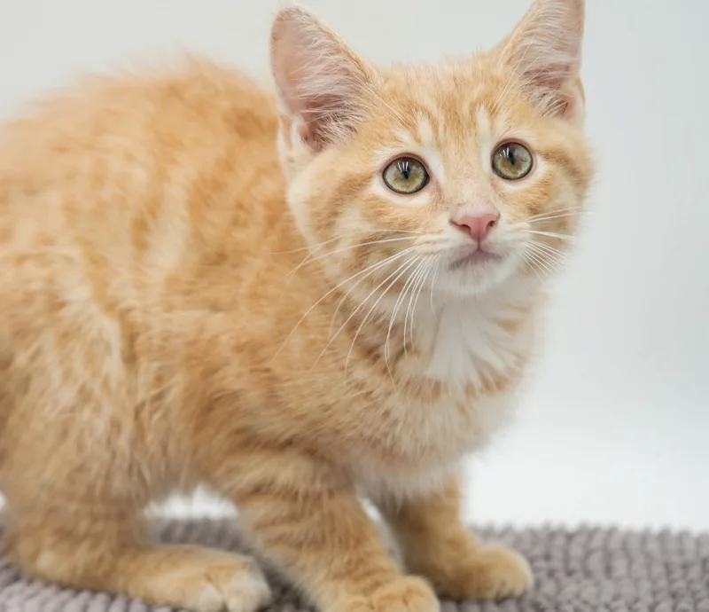 Peanut is DEFINITELY purrfect thumbnail 2