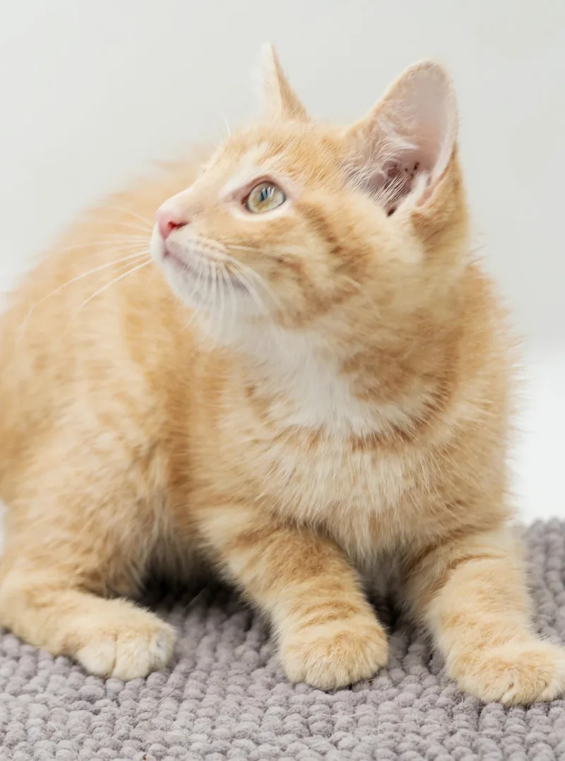 Peanut is DEFINITELY purrfect thumbnail 3