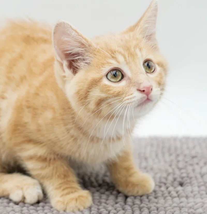 Peanut is DEFINITELY purrfect thumbnail 4