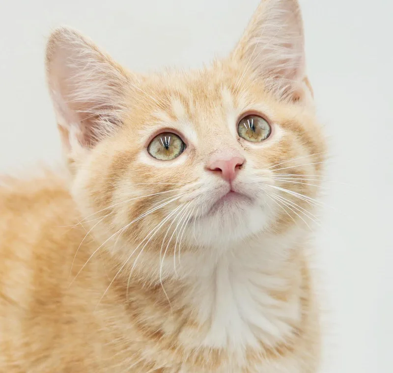 Peanut is DEFINITELY purrfect thumbnail 5