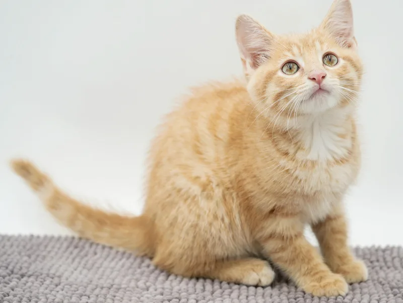 Peanut is DEFINITELY purrfect thumbnail 6