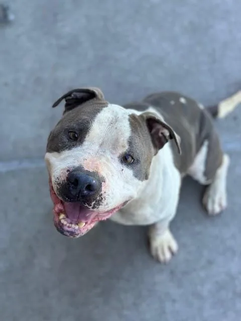 An adult medium-sized male Gray / Blue / Silver American Bully dog named Trooper for adoption in Manteca, CA