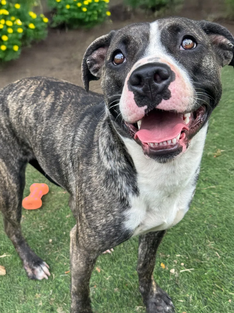 Zena