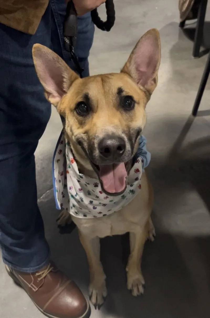 Tomahawk thumbnail 2