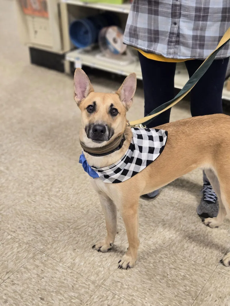 Tomahawk thumbnail 3