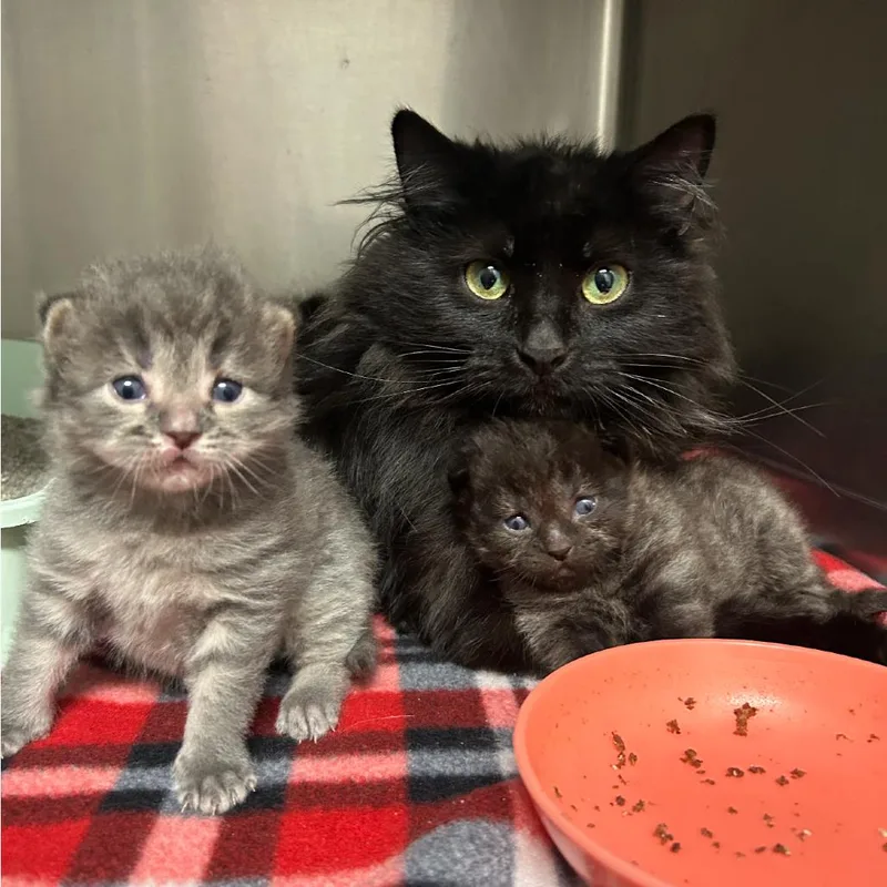 An adult medium-sized female Black Domestic Medium Hair cat named Poppy for adoption in Naperville, IL