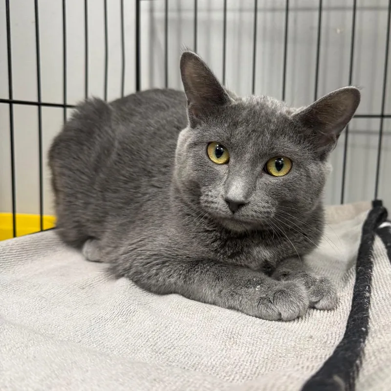 A young medium-sized female Gray / Blue / Silver Domestic Short Hair cat named Rosie for adoption in Normal, IL
