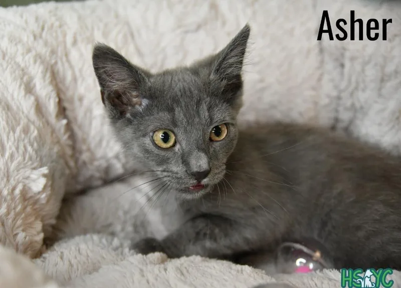 A baby medium-sized male Domestic Short Hair cat named Aster for adoption in Fort Mill, SC