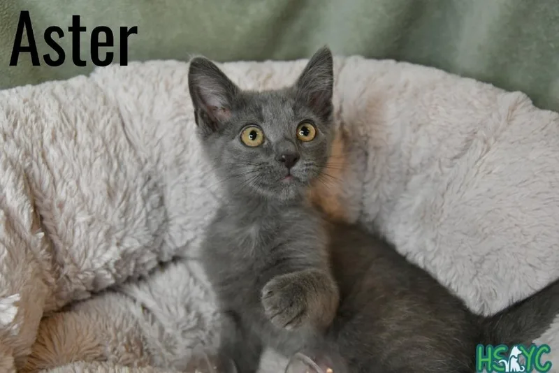 Aster thumbnail 2