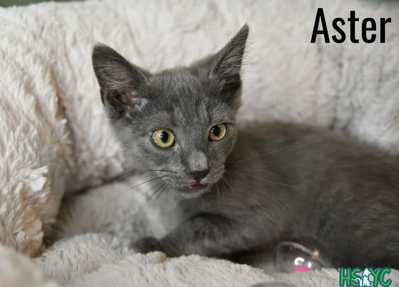 Aster thumbnail 4