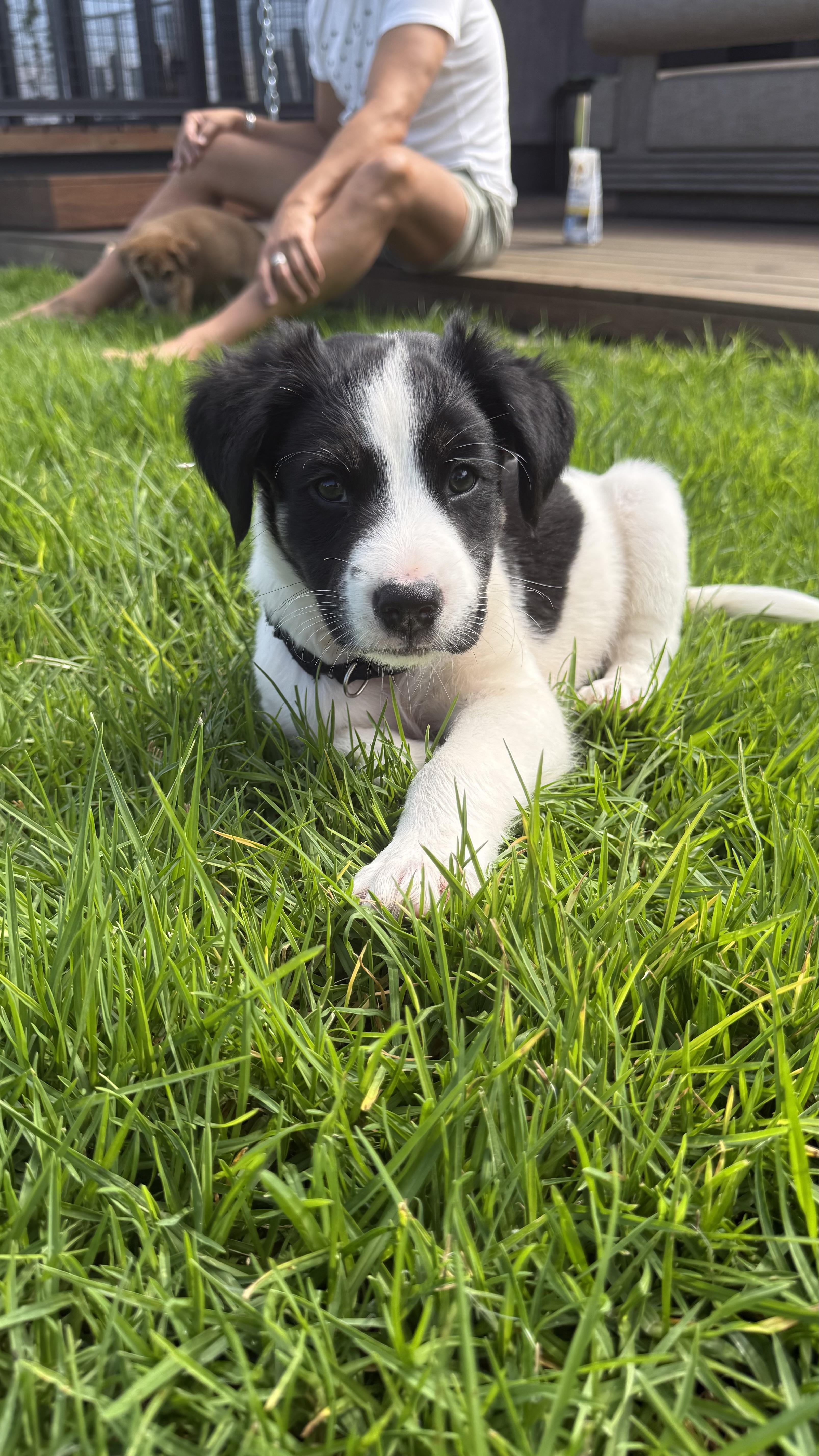 A baby medium-sized male Shepherd dog named Willey for adoption in Austin, TX