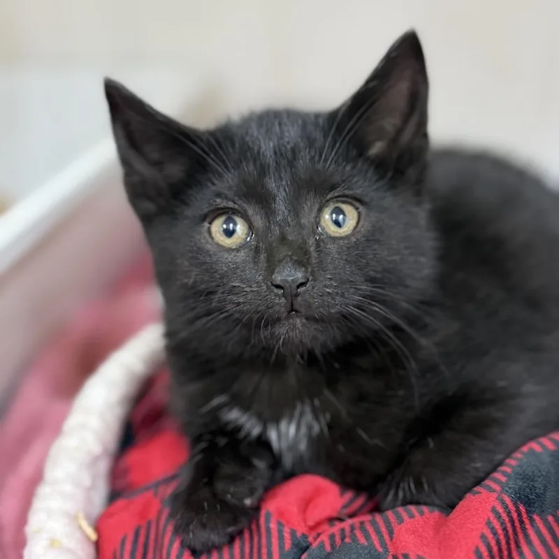A baby small-sized male Black Domestic Medium Hair cat named Rust for adoption in Ridgely, MD