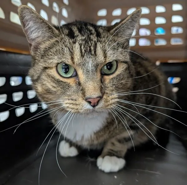 An adult medium-sized male Domestic Short Hair cat named Amelio for adoption in Des Moines, IA