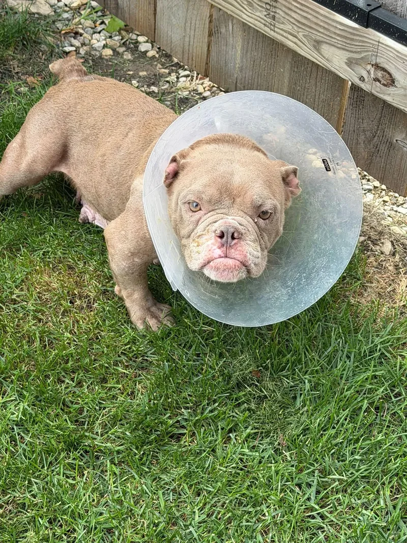 An adult medium-sized female Yellow / Tan / Blond / Fawn Bulldog dog named Glenda for adoption in Watertown, WI