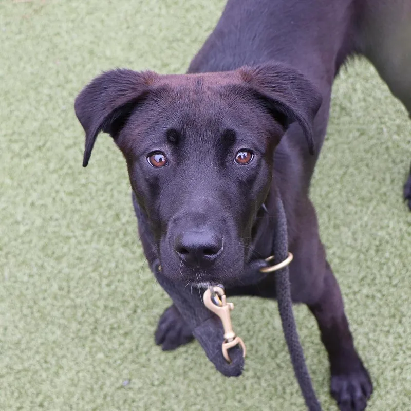 A young medium-sized male Mixed Breed dog named Ryder for adoption in Port Washington, NY