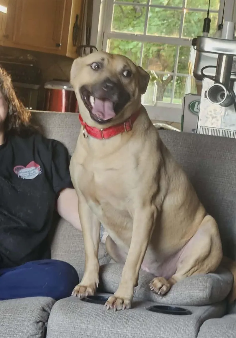 A young medium-sized male Mixed Breed dog named Elliott for adoption in Northwood, NH