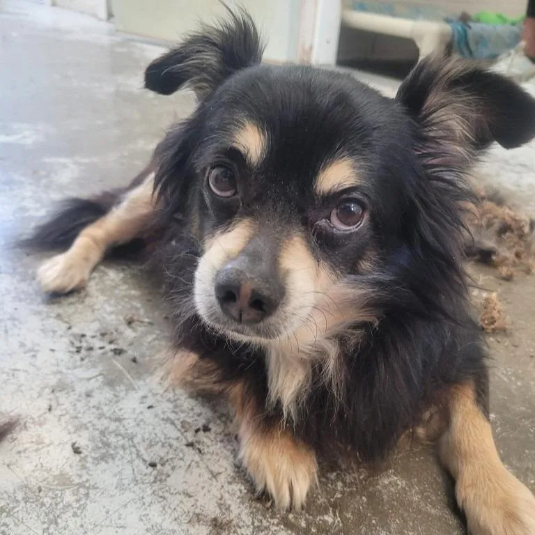 A young medium-sized male Pomeranian dog named Eddie for adoption in Sunrise Beach, MO