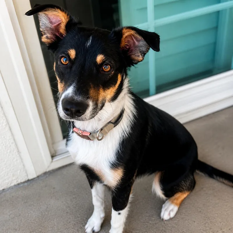An adult medium-sized female Black Collie dog named Sugar for adoption in Sonoma, CA