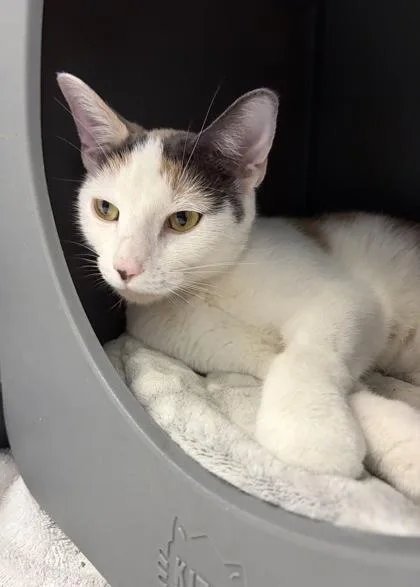 A young medium-sized female White Domestic Short Hair cat named Sage for adoption in Tinley Park, IL
