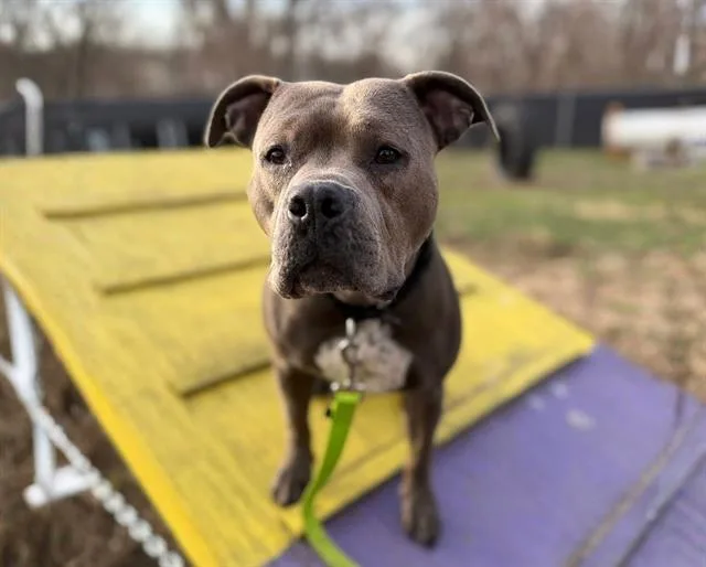 An adult medium-sized female Boxer dog named Baby Blue for adoption in Omaha, NE