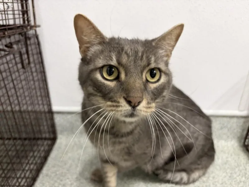 An adult small-sized male Domestic Short Hair cat named Romeo for adoption in Loveland, CO