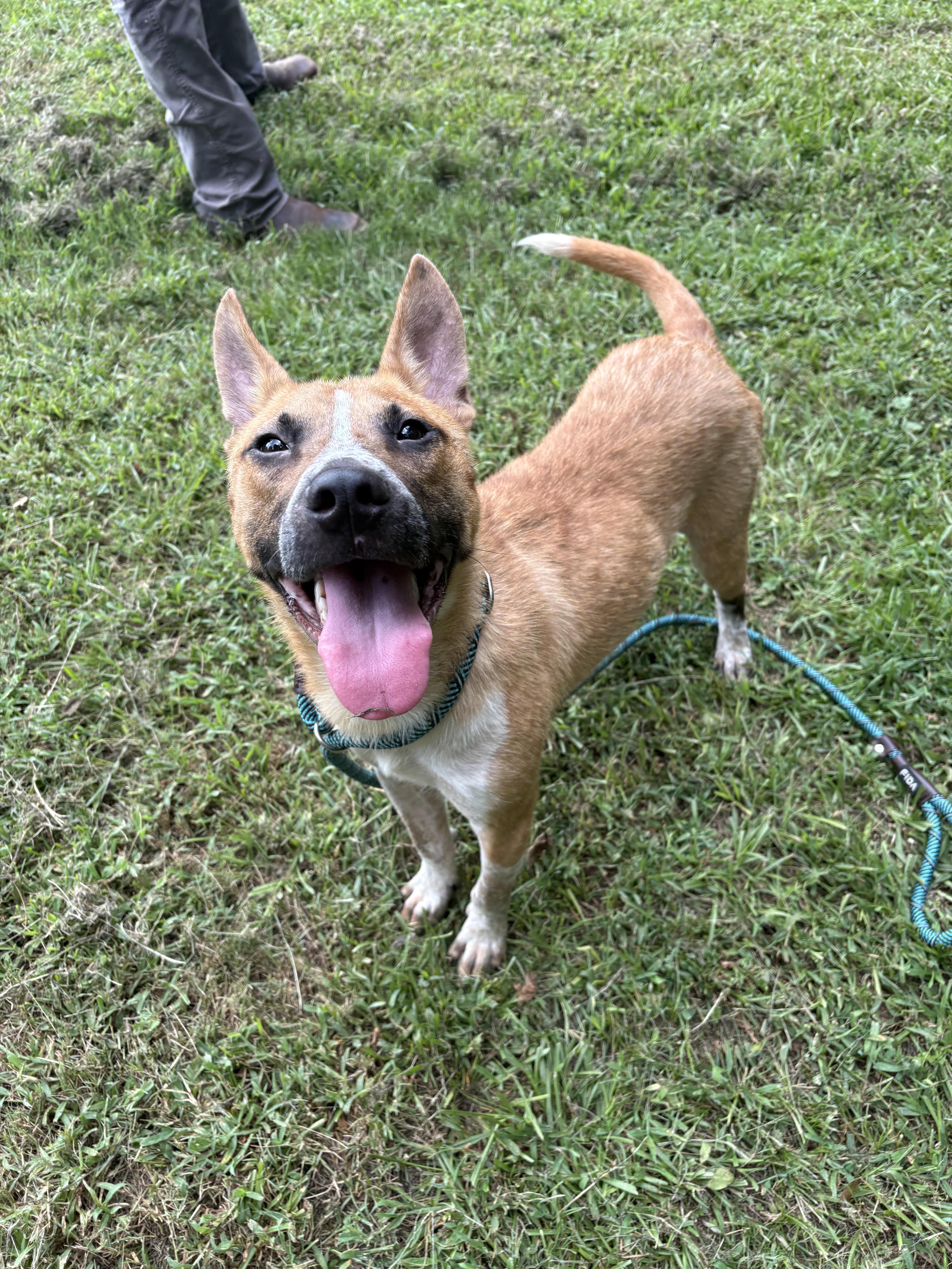 Koda