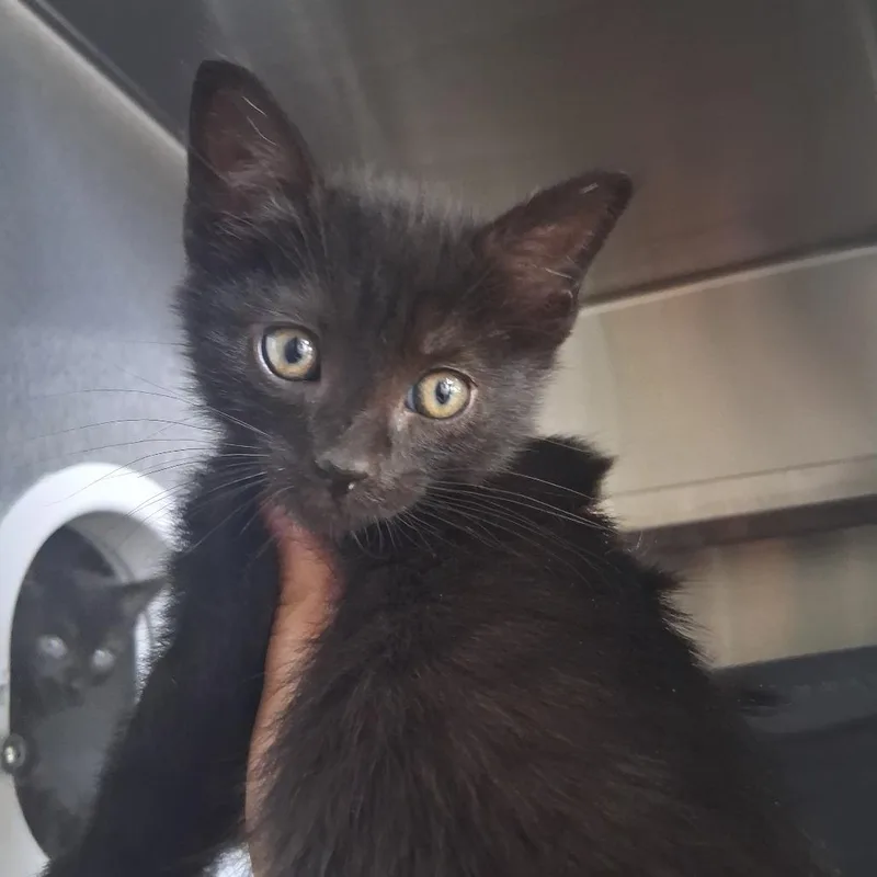 A baby small-sized male Black Domestic Short Hair cat named Gatito for adoption in Fort Bragg, CA