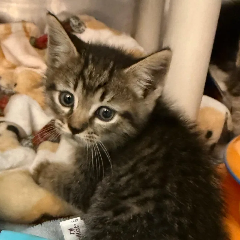 A baby small-sized female Brown / Chocolate Domestic Short Hair cat named Bagel Bites for adoption in Troy, VA