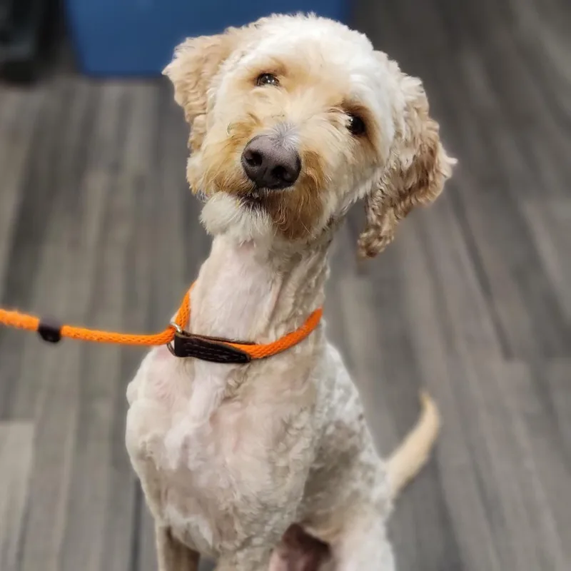 An adult medium-sized male White / Cream Golden Retriever dog named Timber for adoption in Sarasota, FL