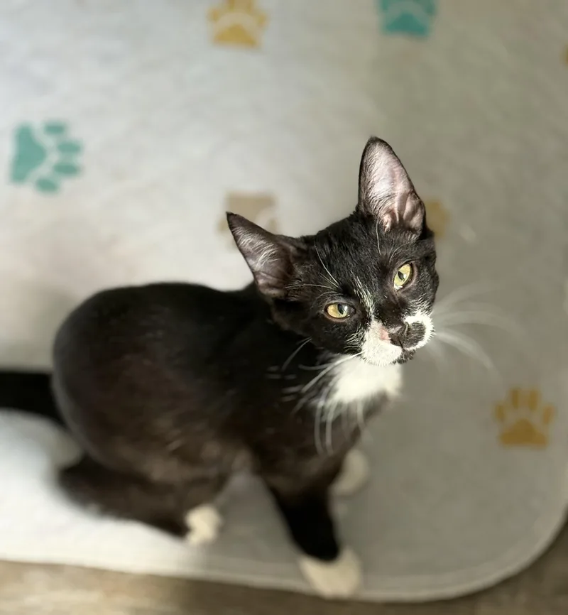 A baby small-sized female Black & White / Tuxedo Domestic Short Hair cat named Norah for adoption in Johnson City, TN