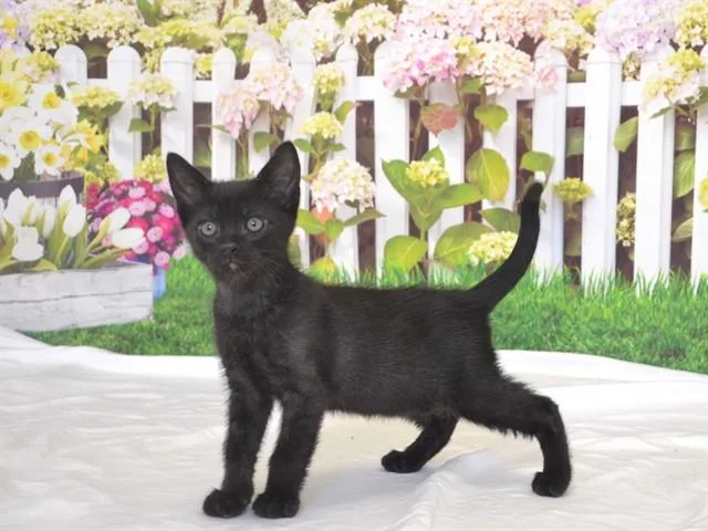 A baby small-sized male Domestic Short Hair cat named Stapleton for adoption in Oroville, CA