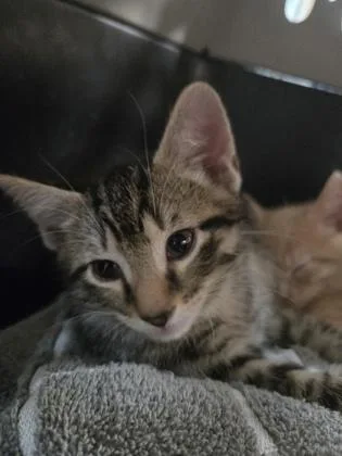 A baby medium-sized male Domestic Short Hair cat named Saul for adoption in Savannah, GA