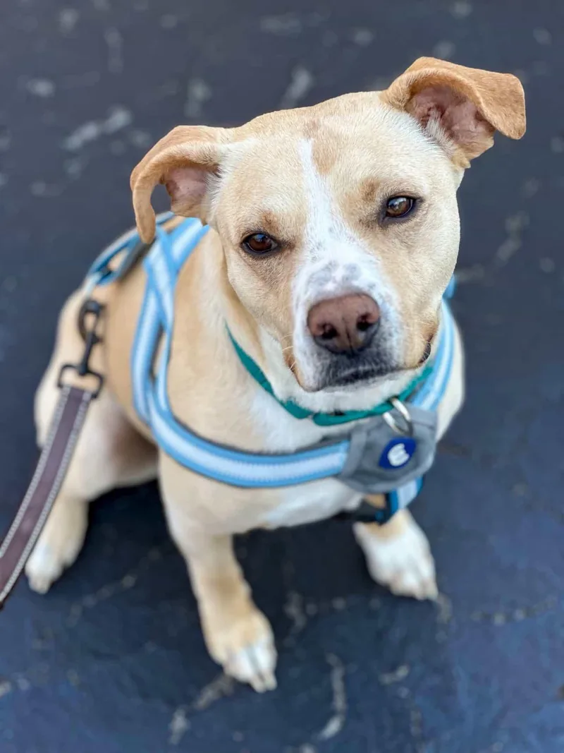 An adult small-sized female American Staffordshire Terrier dog named Katie for adoption in Salem, NH