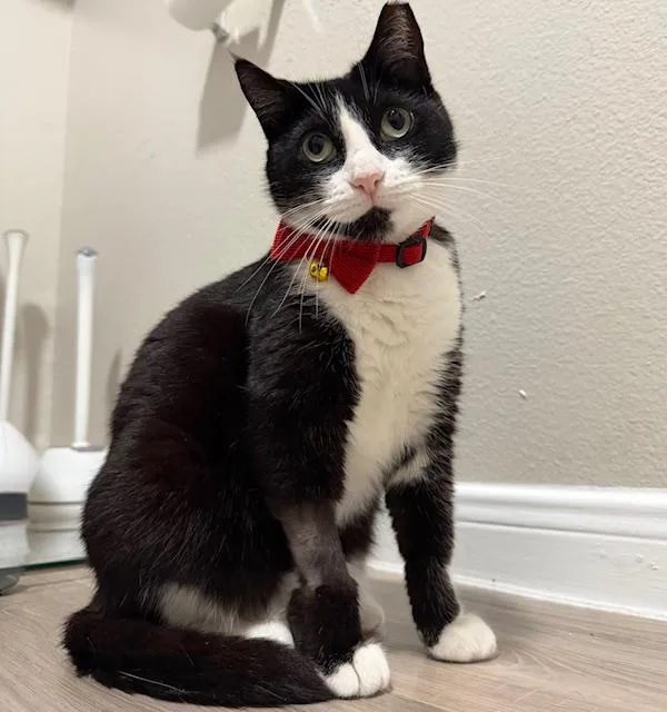An adult medium-sized female Black & White / Tuxedo Tuxedo cat named Tommie for adoption in Porter, TX