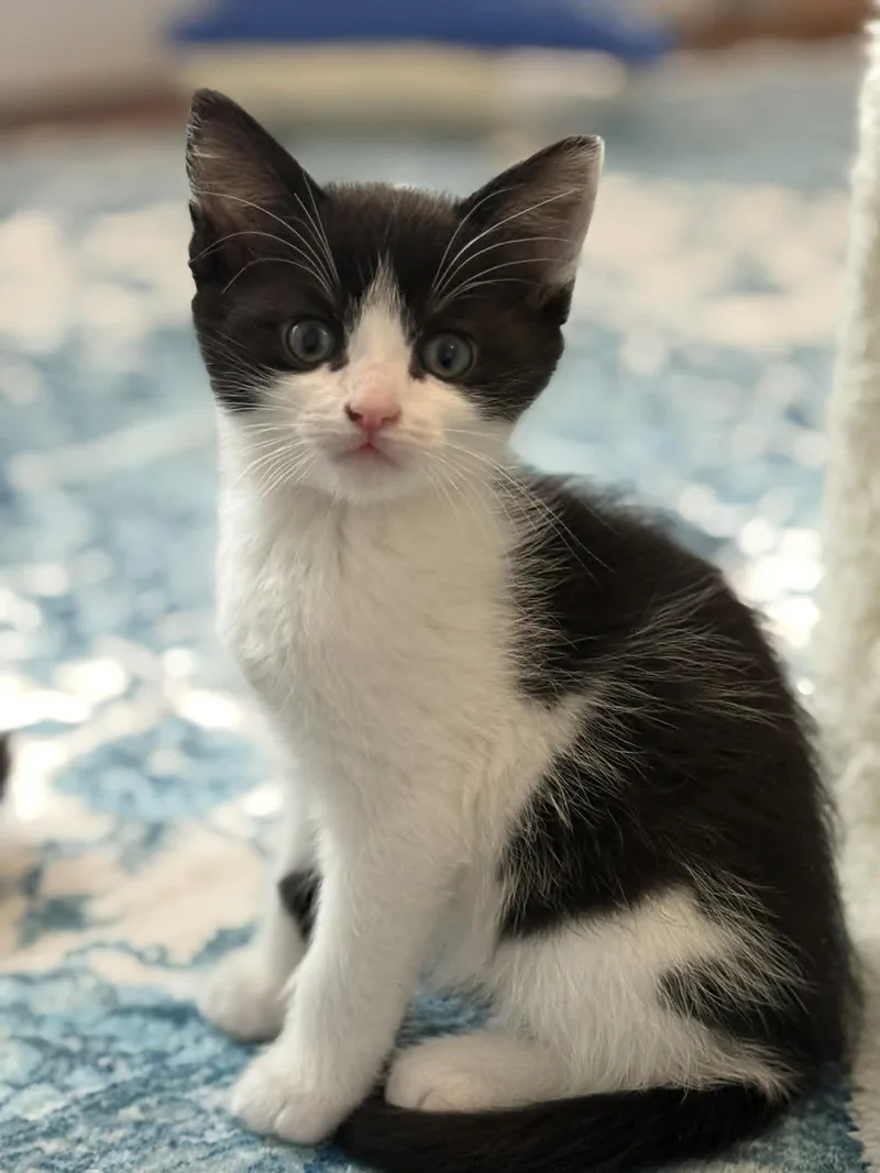 A baby small-sized male Domestic Short Hair cat named Desi And Lucy for adoption in Hull, MA