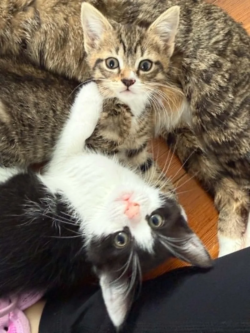 Desi And Lucy thumbnail 2