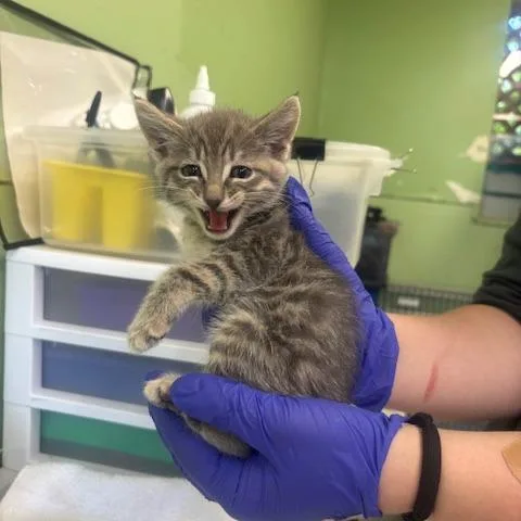 A baby small-sized male Gray / Blue / Silver Domestic Short Hair cat named Skittles for adoption in St. Helena, CA