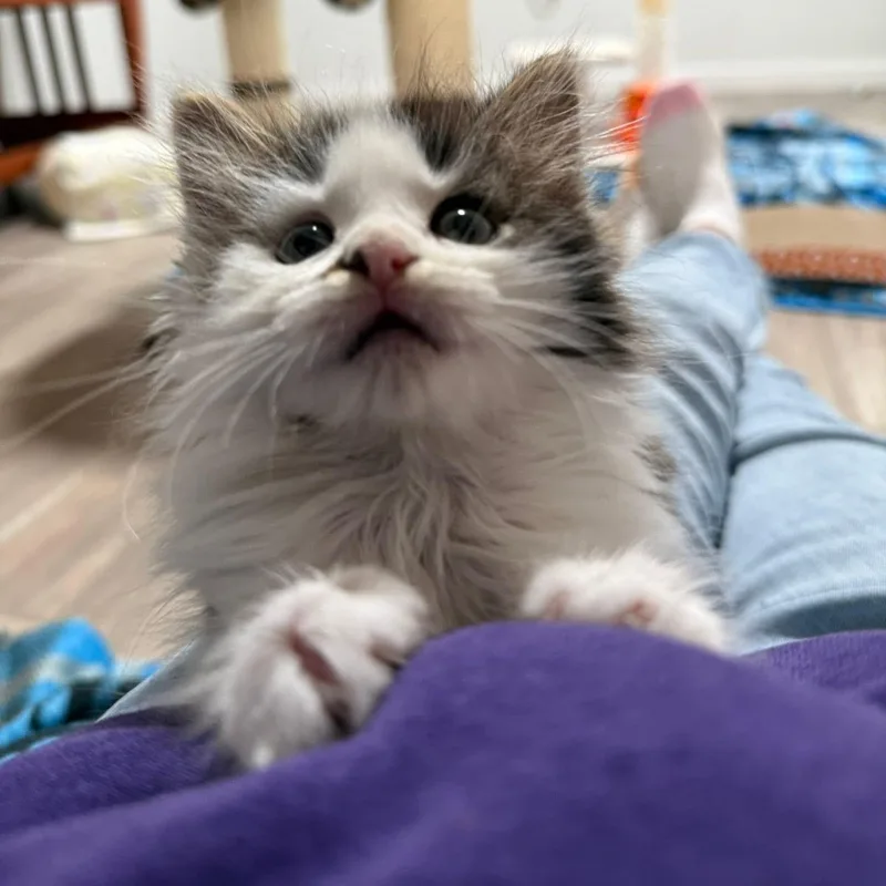 A baby medium-sized female White Domestic Long Hair cat named Virginia for adoption in Blanch, NC