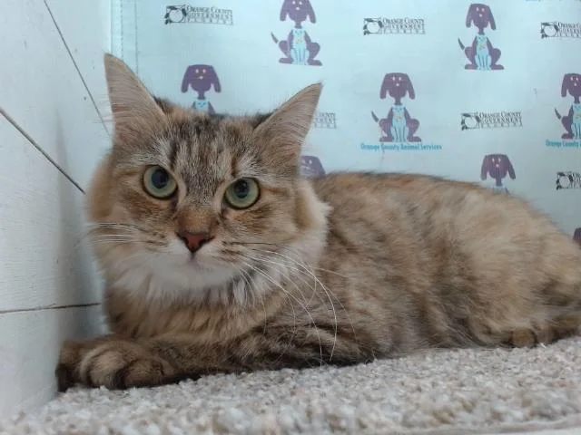 A young small-sized female Domestic Medium Hair cat named Disney for adoption in Orlando, FL