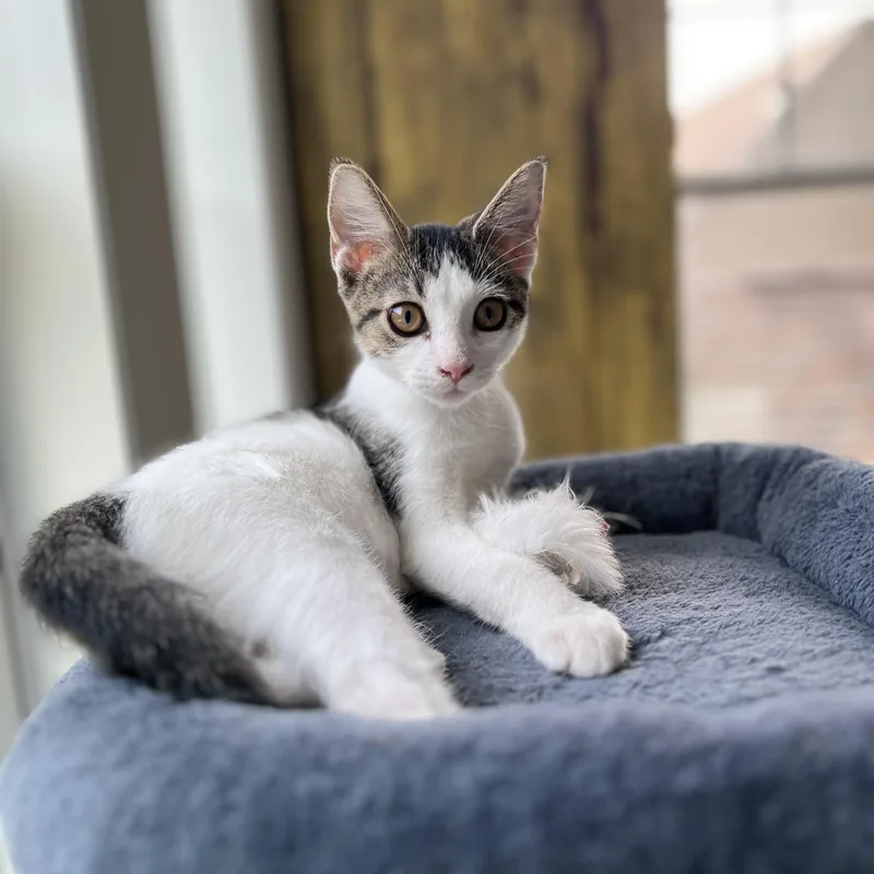 A baby small-sized male Domestic Short Hair cat named Bridger for adoption in New Bern, NC