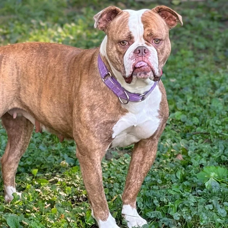 An adult large-sized female Apricot / Beige American Bulldog dog named Tutti Fruity for adoption in Columbus, OH