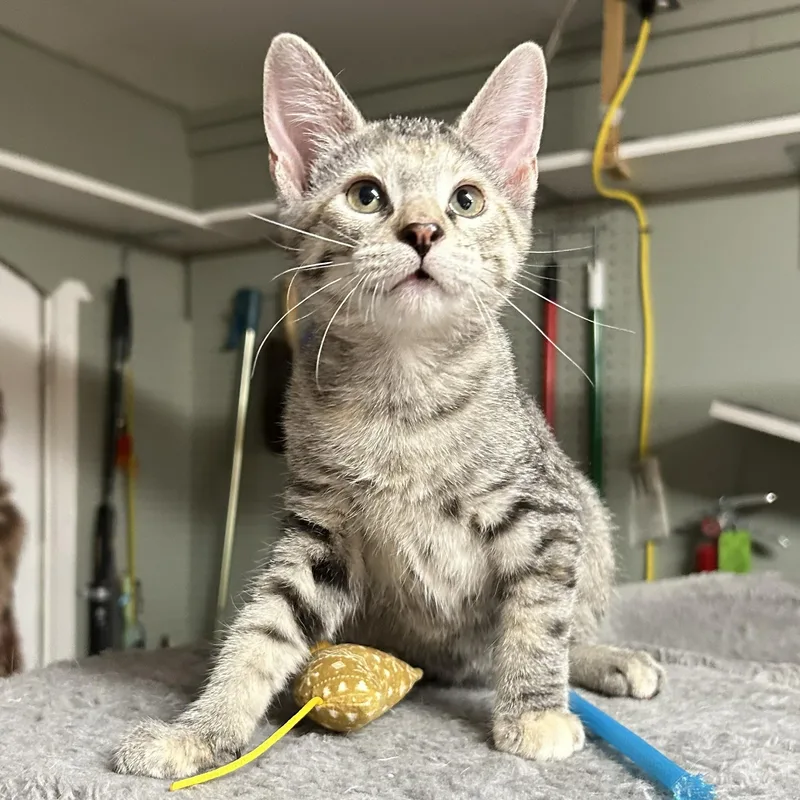 A baby small-sized female Tabby (Tiger Striped) Domestic Short Hair cat named Sandy for adoption in Crestwood, MO