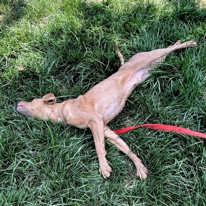 An adult medium-sized male Yellow / Tan / Blond / Fawn Terrier dog named Sid for adoption in Pleasanton, CA
