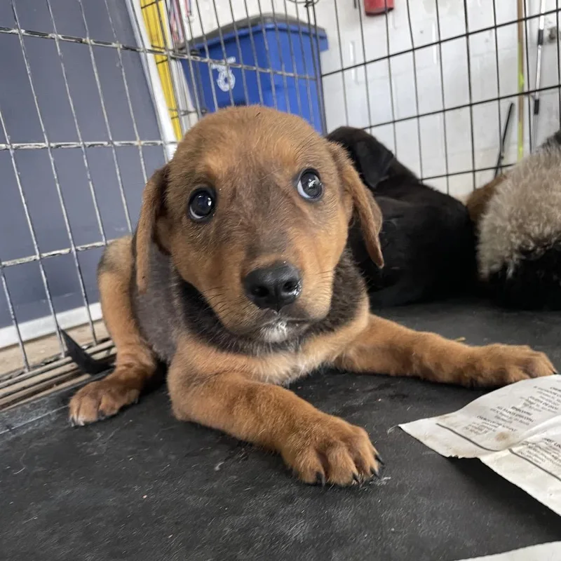 Benjamin thumbnail 6